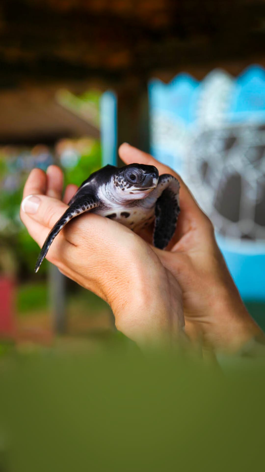 Arrival in Sri Lanka. Kandy City Tour.