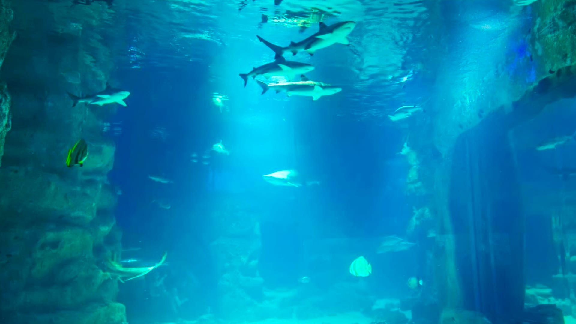 Dazzling Dubai With Desert Safari