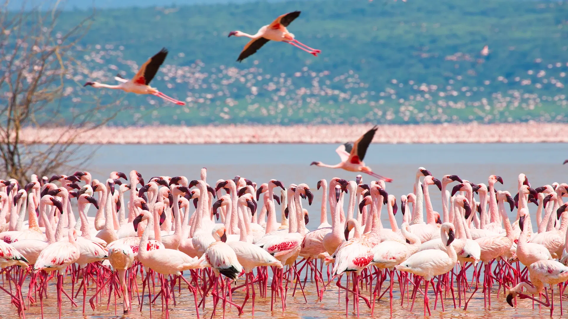 5-Day Kenya Wildlife Tour :  Discover the Best of Kenya