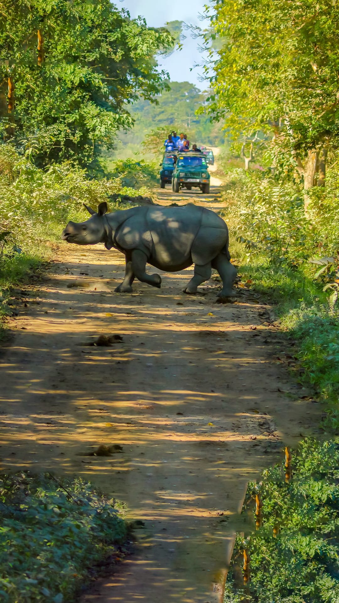 Meghalaya With Kaziranga Road Trip