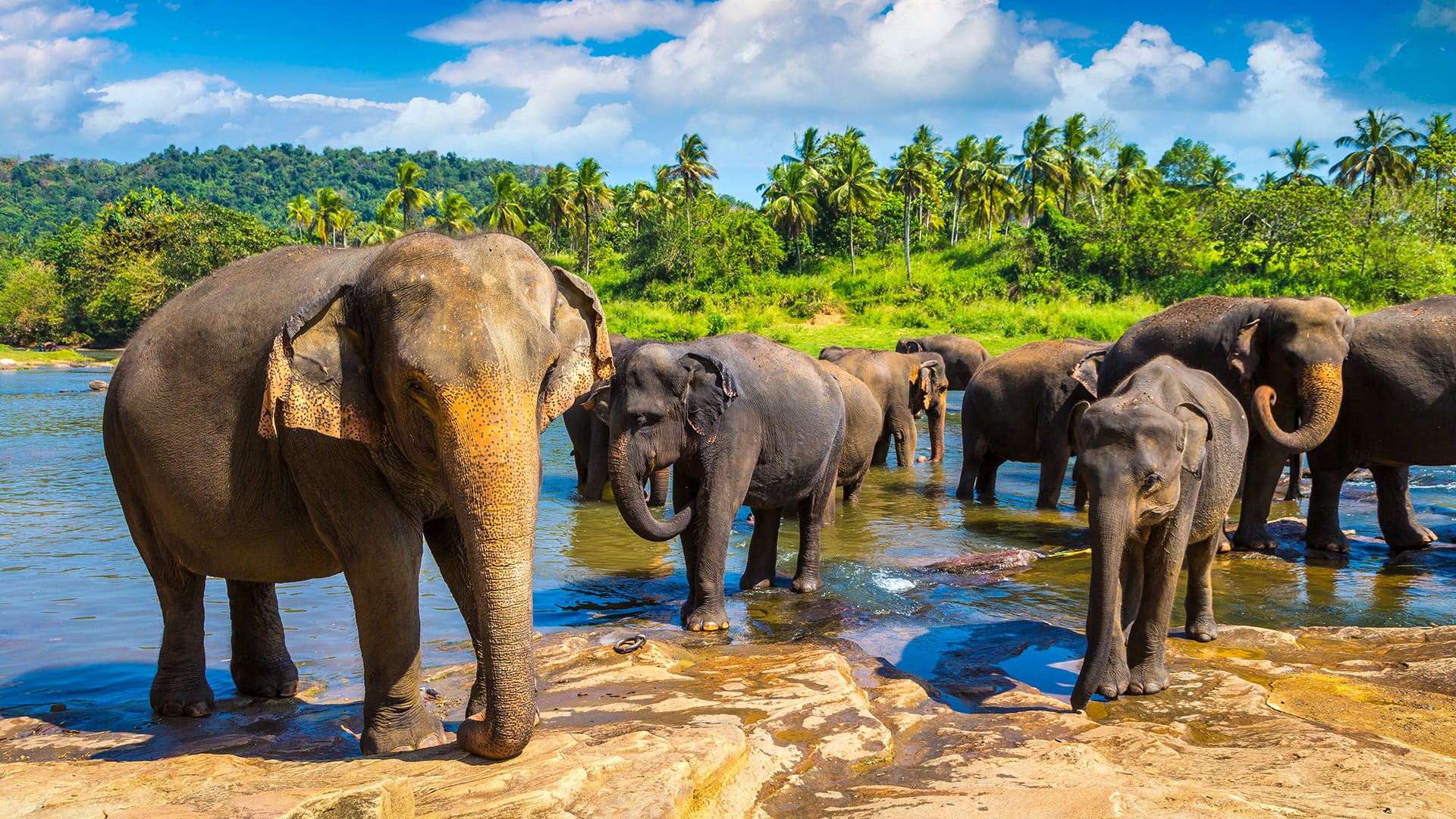Perfect 6 Days Sri Lanka Family Getaway: From Kandy to Bentota