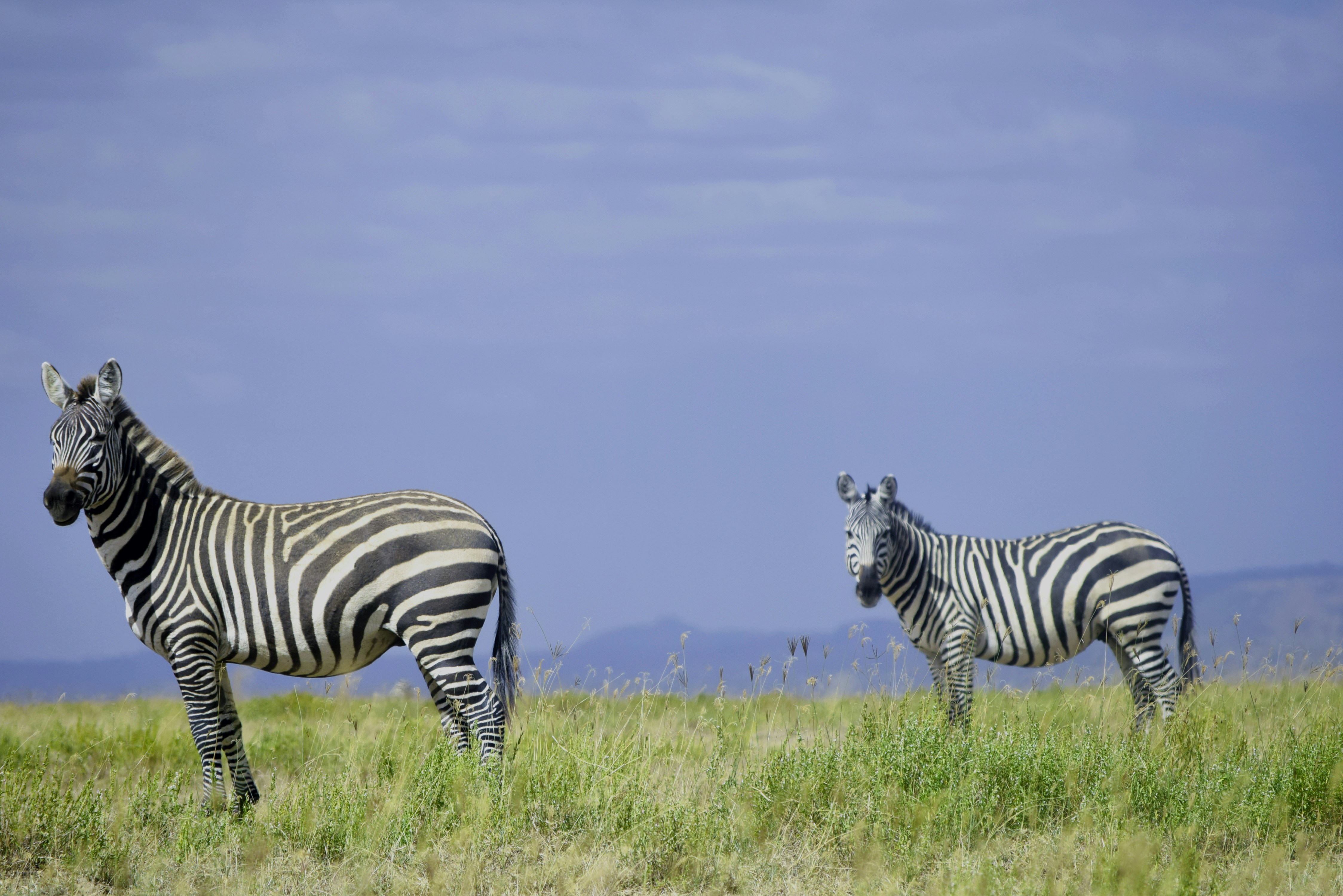 6-Day Kenya Travel Package with Masai Mara Safari and Village Tour
